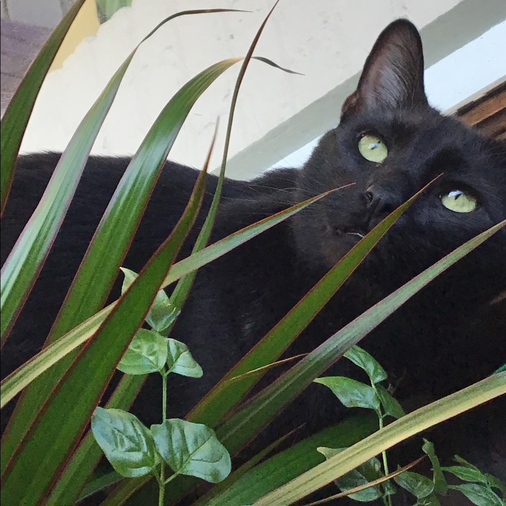 Meet your Posher, Jacquey